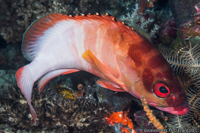 Epinephelus fasciatus - mrou pointes noires