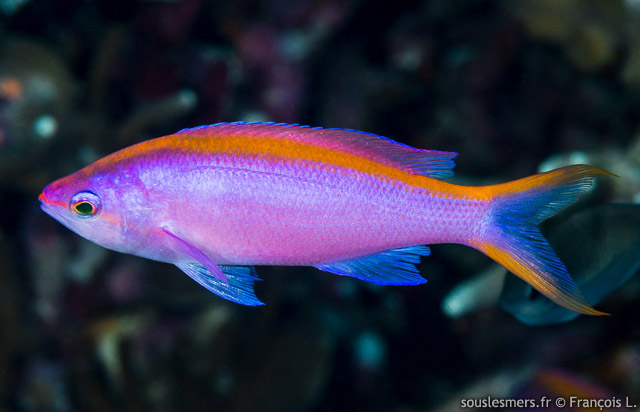 Pseudanthias tuka - anthias pourpre