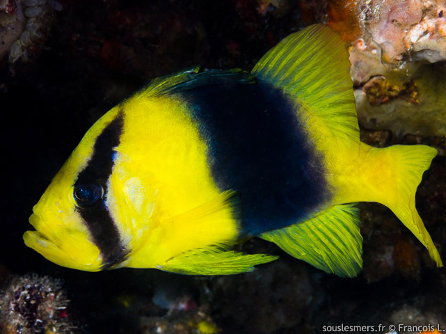 Diploprion bifasciatum - poisson-savon  deux bandes