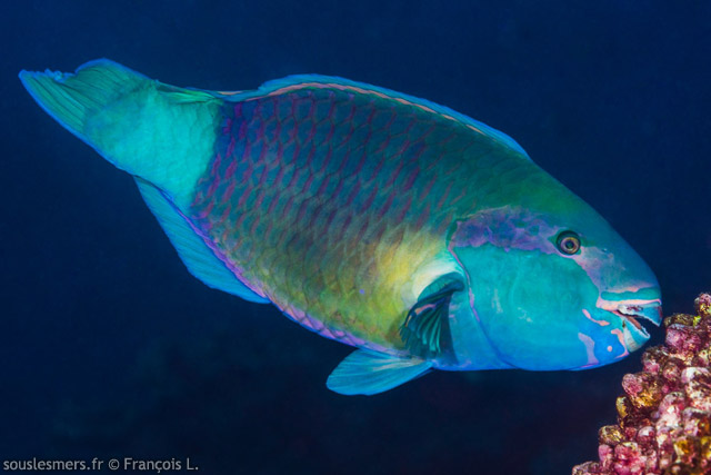 Chlorurus sordidus - perroquet brl (M), perroquet grenat (F)