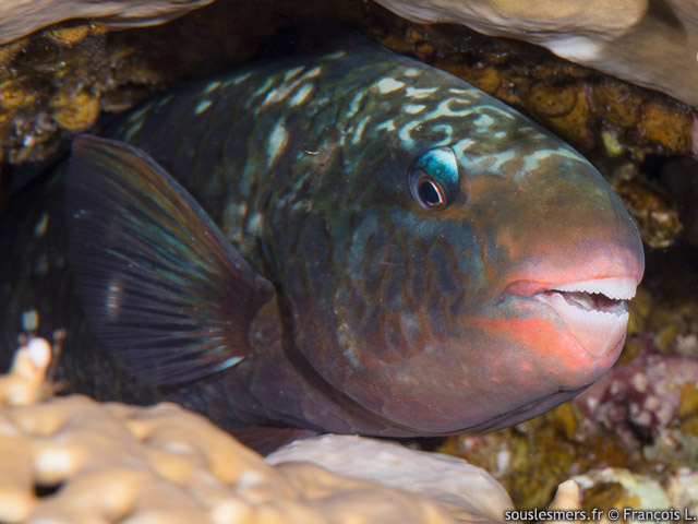 Chlorurus sordidus - perroquet brl (M), perroquet grenat (F)