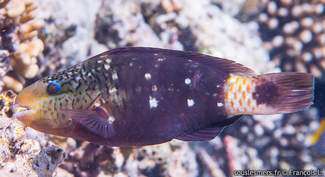 Chlorurus sordidus - perroquet brl (M), perroquet grenat (F)