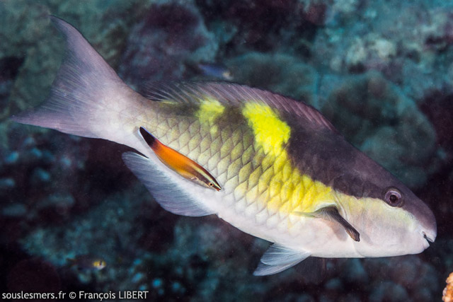 Scarus oviceps - perroquet tte d'oeuf