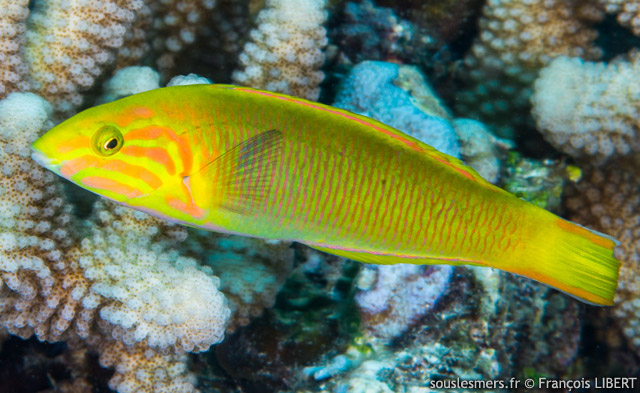 Thalassoma lutescens - girelle paon jaune