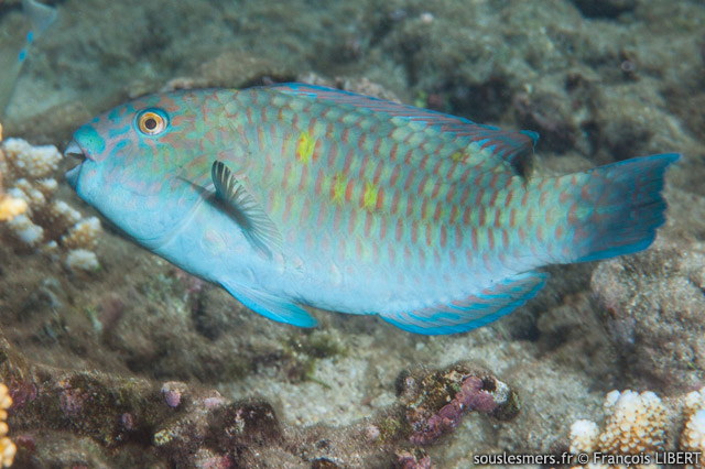 Chlorurus enneacanthus - poisson perroquet vert