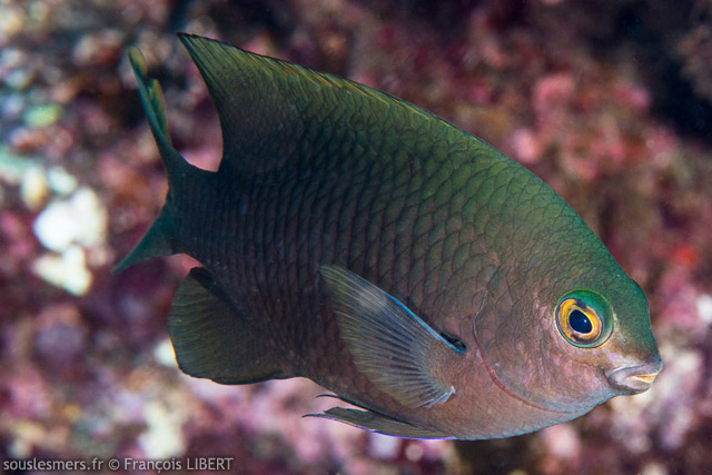 Plectroglyphidodon fasciolatus - grgoire du Pacifique