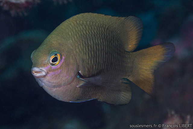 Plectroglyphidodon fasciolatus - grgoire du Pacifique