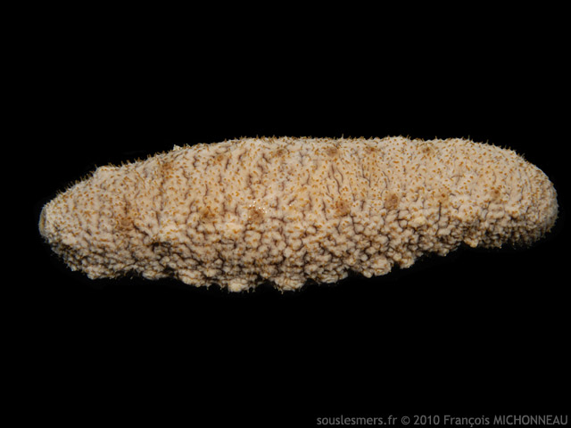 Actinopyga echinites - holothurie brune