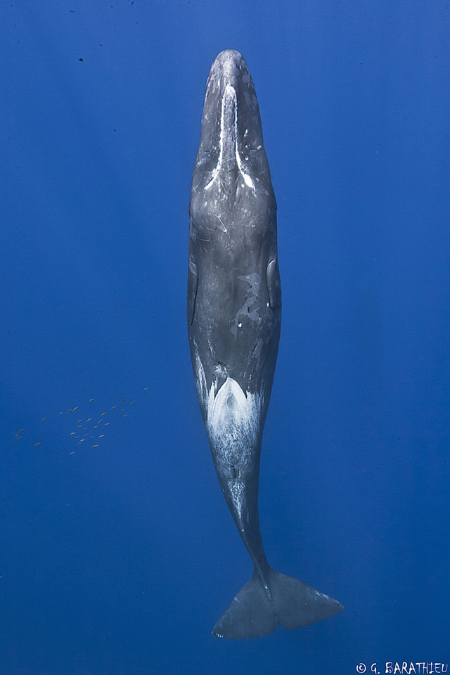 Physeter macrocephalus - cachalot