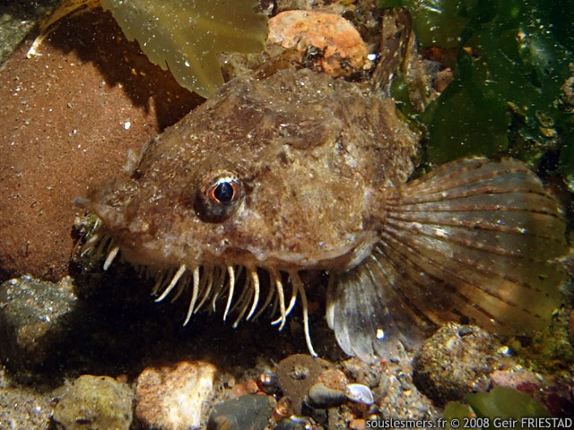 Agonus cataphractus - souris de mer