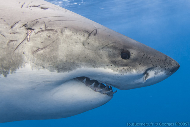 Carcharodon carcharias - grand requin blanc