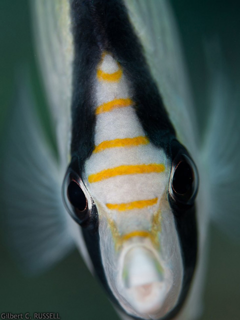 Chaetodon decussatus - poisson papillon  dorsale noire
