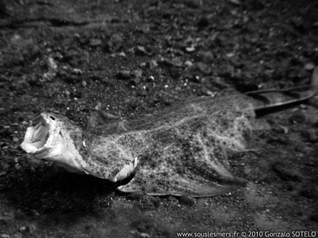 Squatina squatina - ange de mer commun