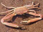 Goneplax rhomboides - crabe longues-pattes : mâle