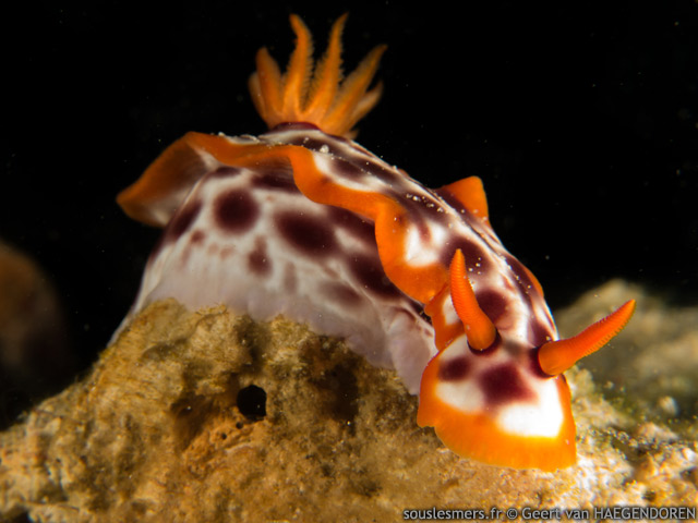 Hypselodoris purpureomaculosa - doris macule pourpre