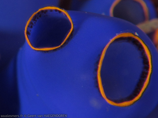Rhopalaea fusca - ascidie bleue  bords orangs