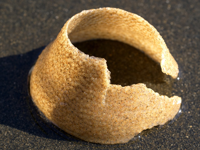 Euspira catena - natice porte-chaine