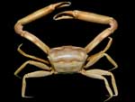Goneplax rhomboides - crabe longues-pattes : 
