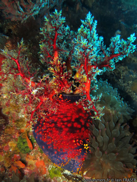 Pseudocolochirus violaceus - pomme de mer