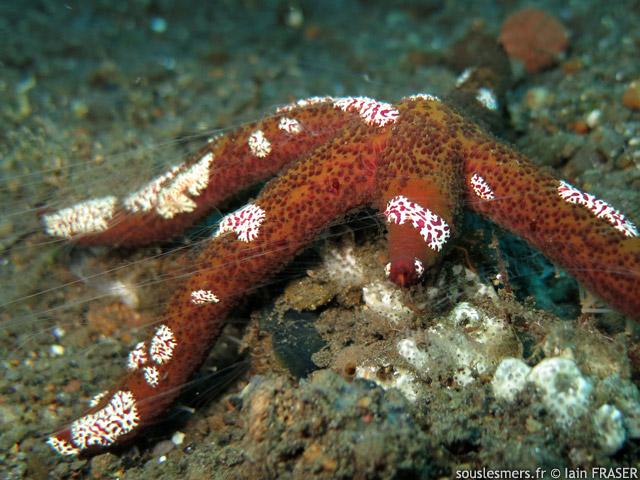 Coeloplana astericola - ctnaire des toiles