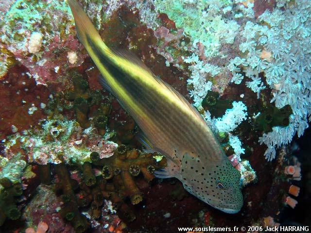 Paracirrhites forsteri - poisson-faucon de Forster