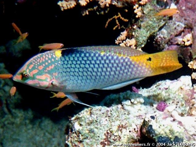 Halichoeres hortulanus - labre chiquier