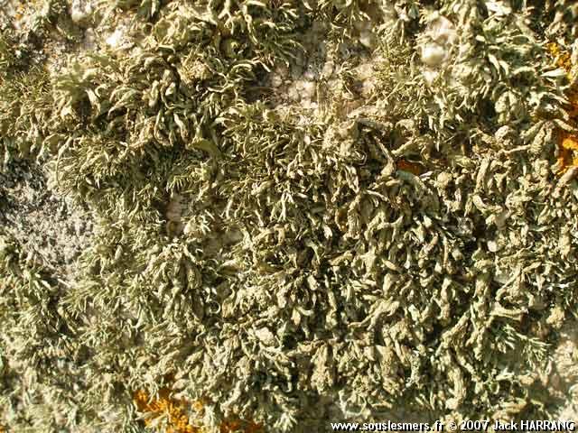 Ramalina siliquosa - lichen arborescent gris
