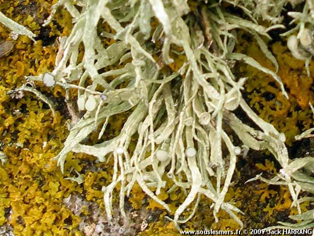Ramalina siliquosa - lichen arborescent gris