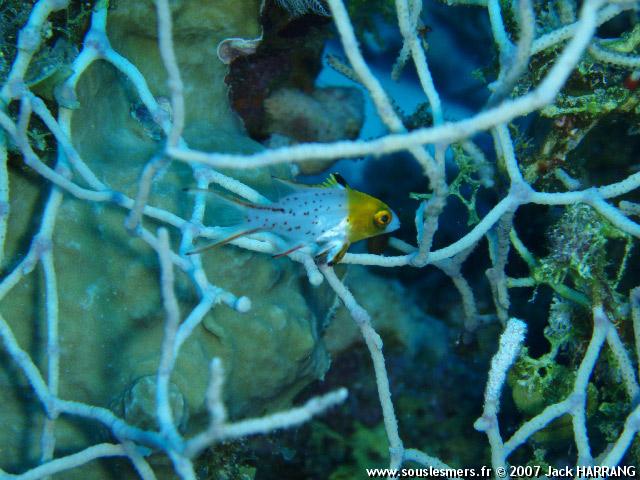 Bodianus anthioides - poisson cochon lyre