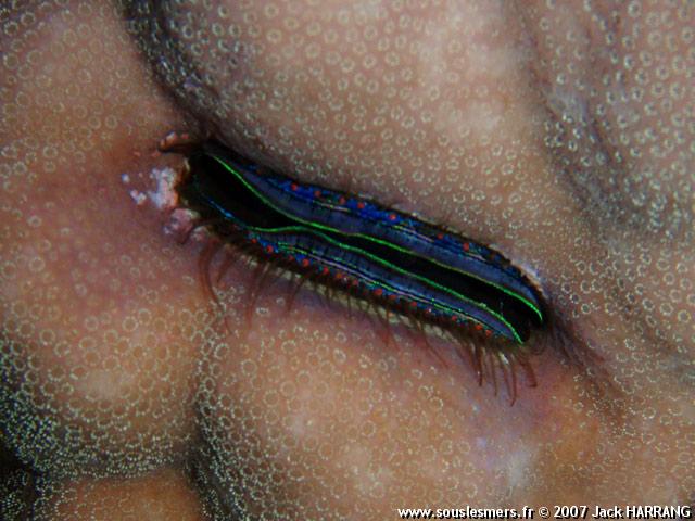 Pedum spondyloideum - hutre corallicole