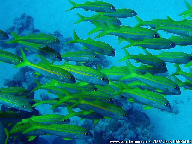 Mulloidichthys vanicolensis - rouget  nageoires jaunes
