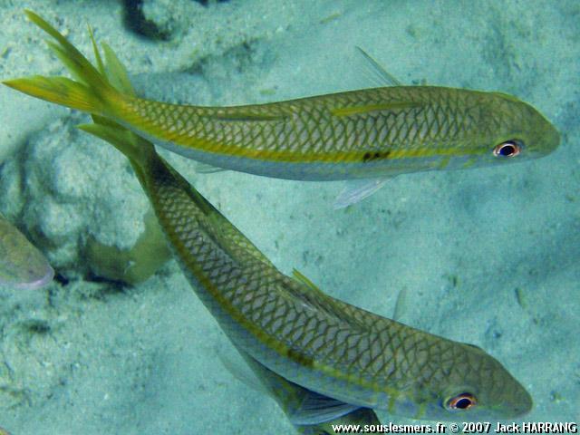 Mulloidichthys flavolineatus - rouget  bande jaune