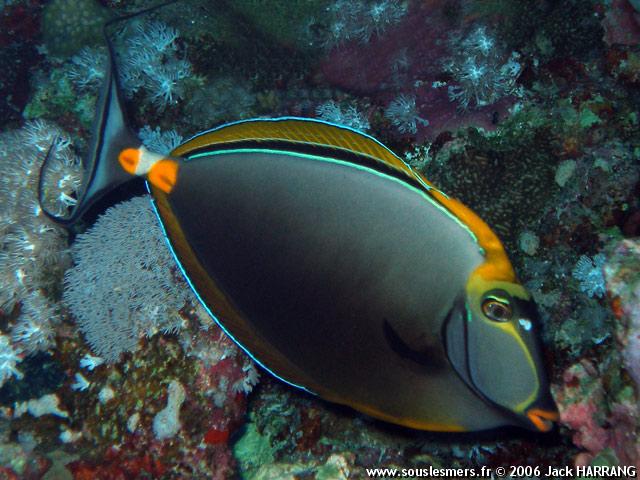 Naso elegans - licorne indienne  pines orange