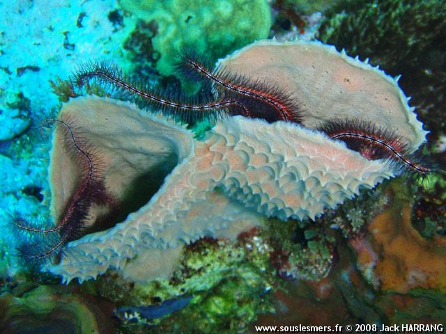 Callyspongia (Cladochalina) aculeata - ponge-tube ramifie grise