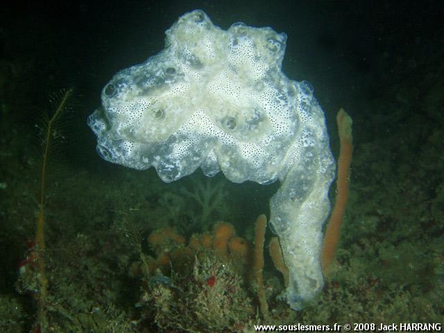 Diplosoma spongiforme - synascidie glatineuse opaque