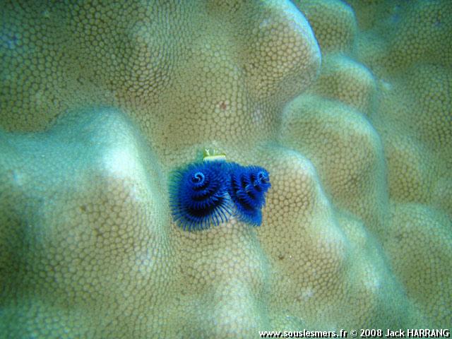 Porites lutea - corail poreux montagneux