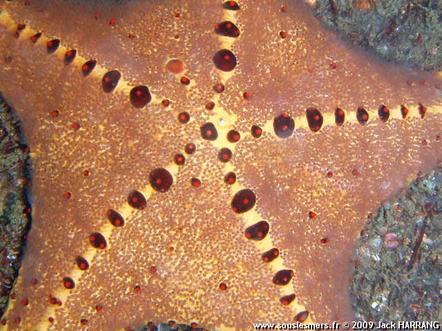 Oreaster clavatus - toile de mer  boutons