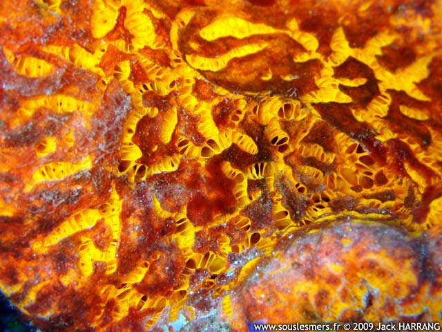 Myrmekioderma styx - ponge Styx
