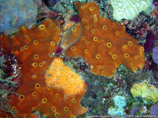 Ectyoplasia ferox - ponge  volcans brune