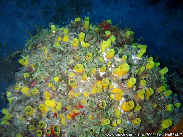 Aka coralliphaga - éponge perforante jaune