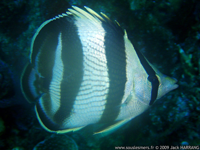 Chaetodon striatus - poisson-papillon ray