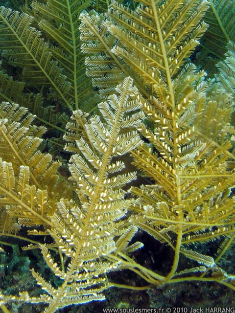 Aglaophenia cupressina - hydraire de feu