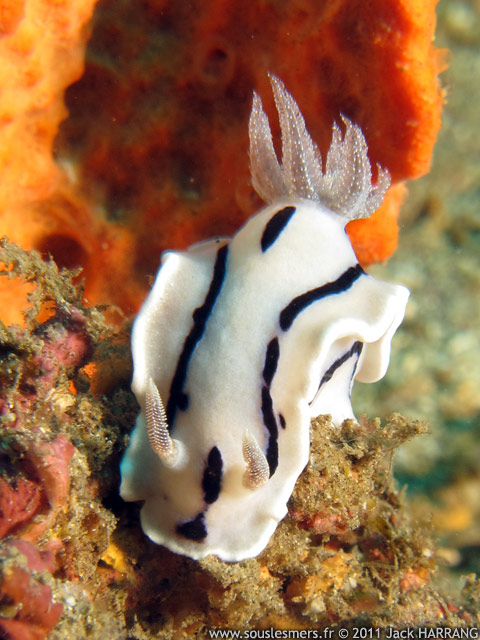 Chromodoris willani - doris de Willan