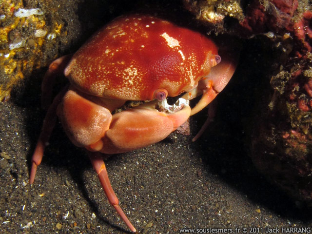 Carpilius convexus - crabe bomb