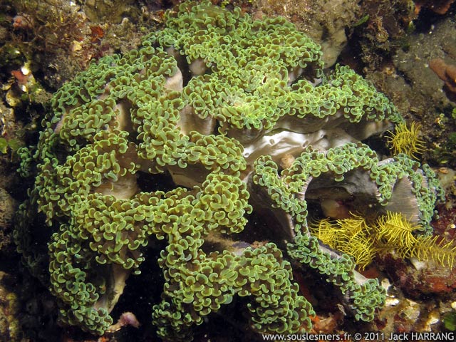 Euphyllia ancora - corail  croissants