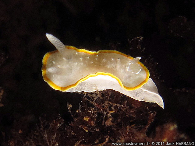 Diaphorodoris luteocincta - doris diaphane