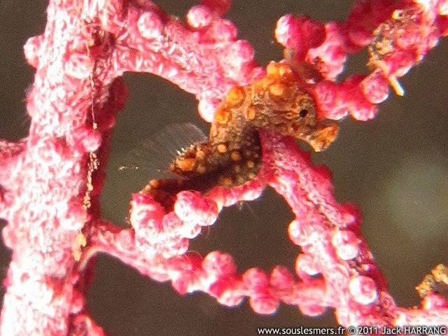 Hippocampus bargibanti - hippocampe pygme