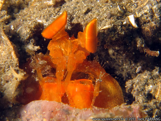 Lysiosquilloides mapia - belle squille orange du Nord Sulawesi