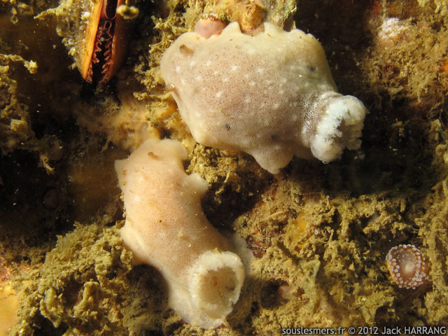 Jorunna tomentosa - jorunna blanche