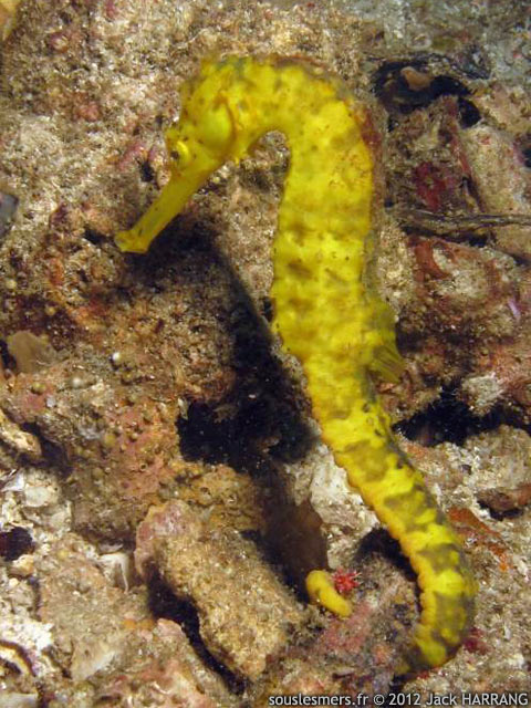 Hippocampus comes - hippocampe  queue tigre
